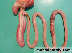 عملي