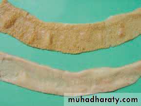 عملي