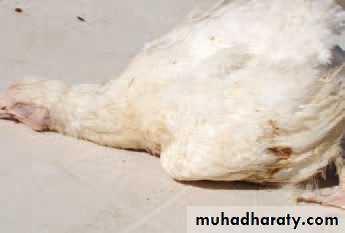 عملي