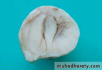 عملي