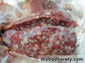 عملي