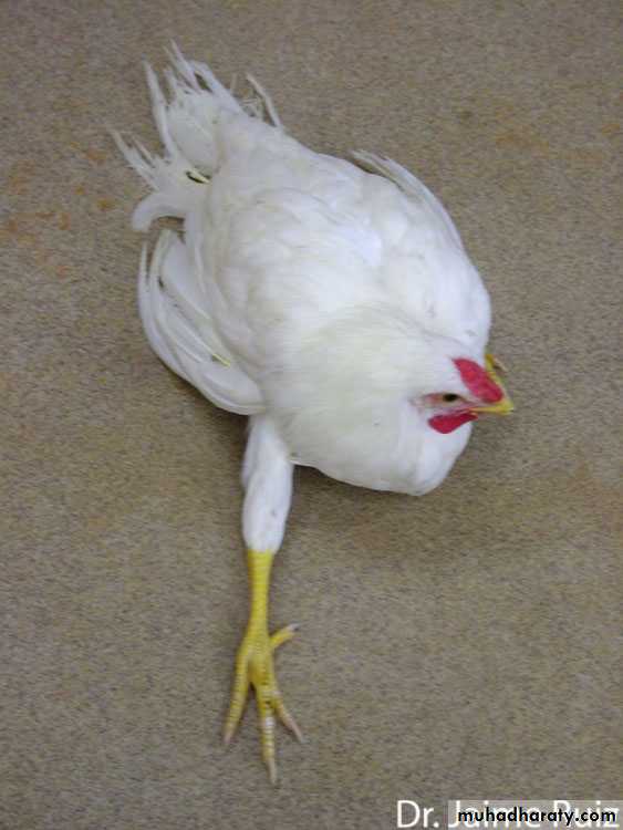 عملي