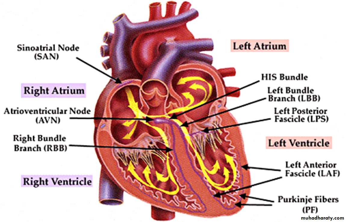 ECG