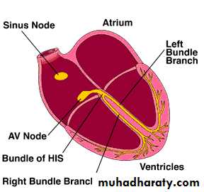 ECG