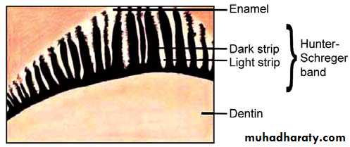 the enamel