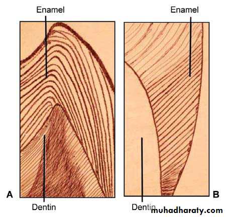 the enamel