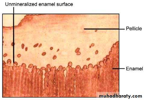 the enamel