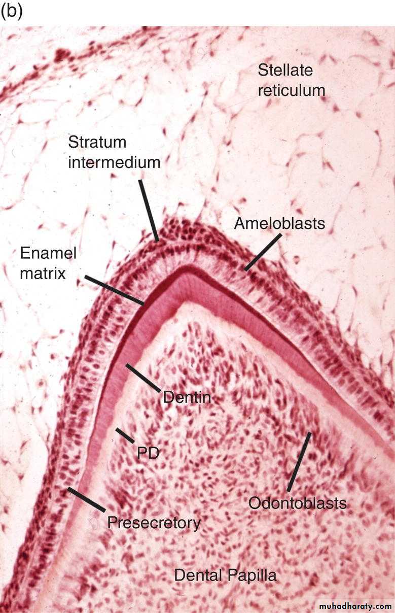the enamel