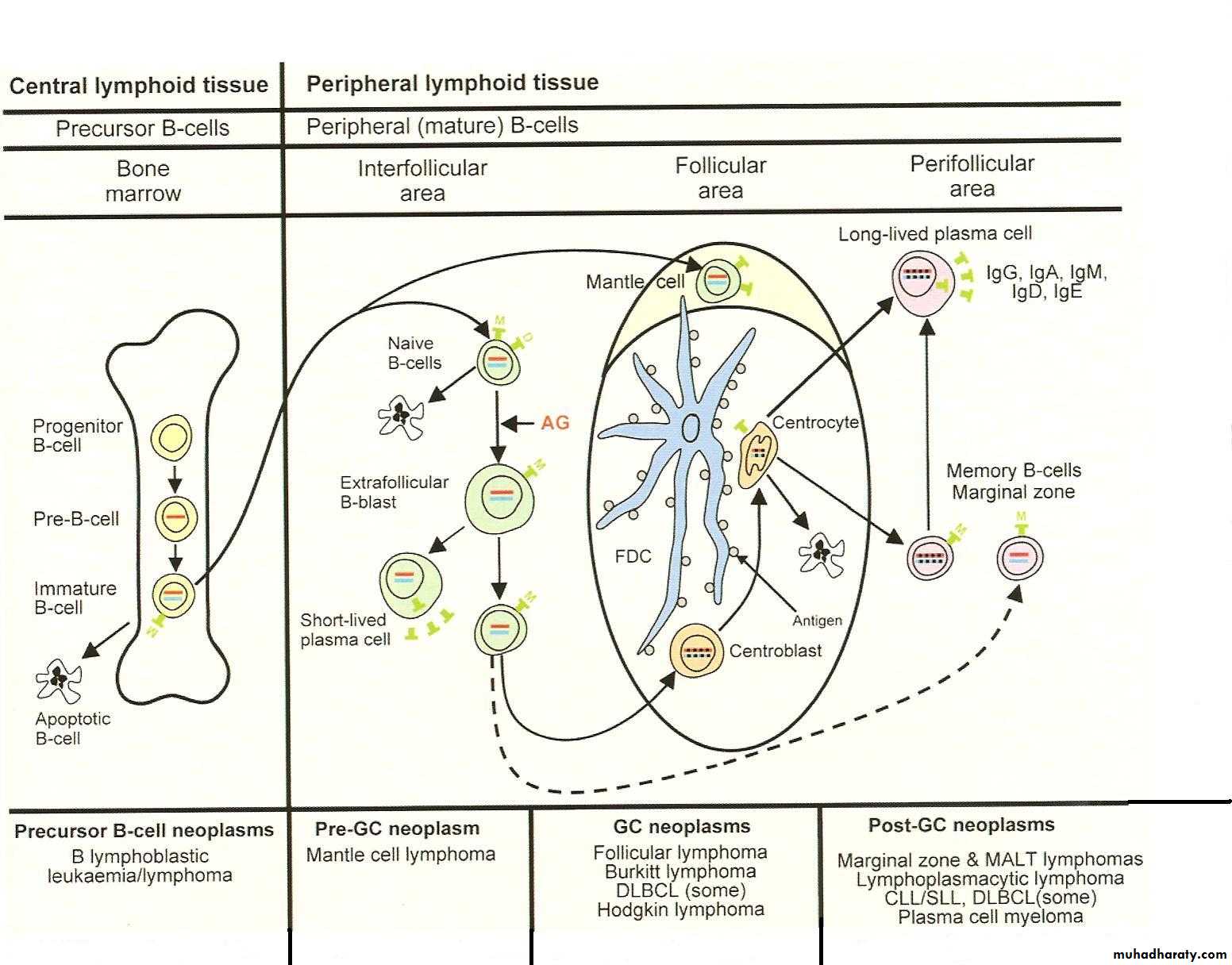 Lymph Node