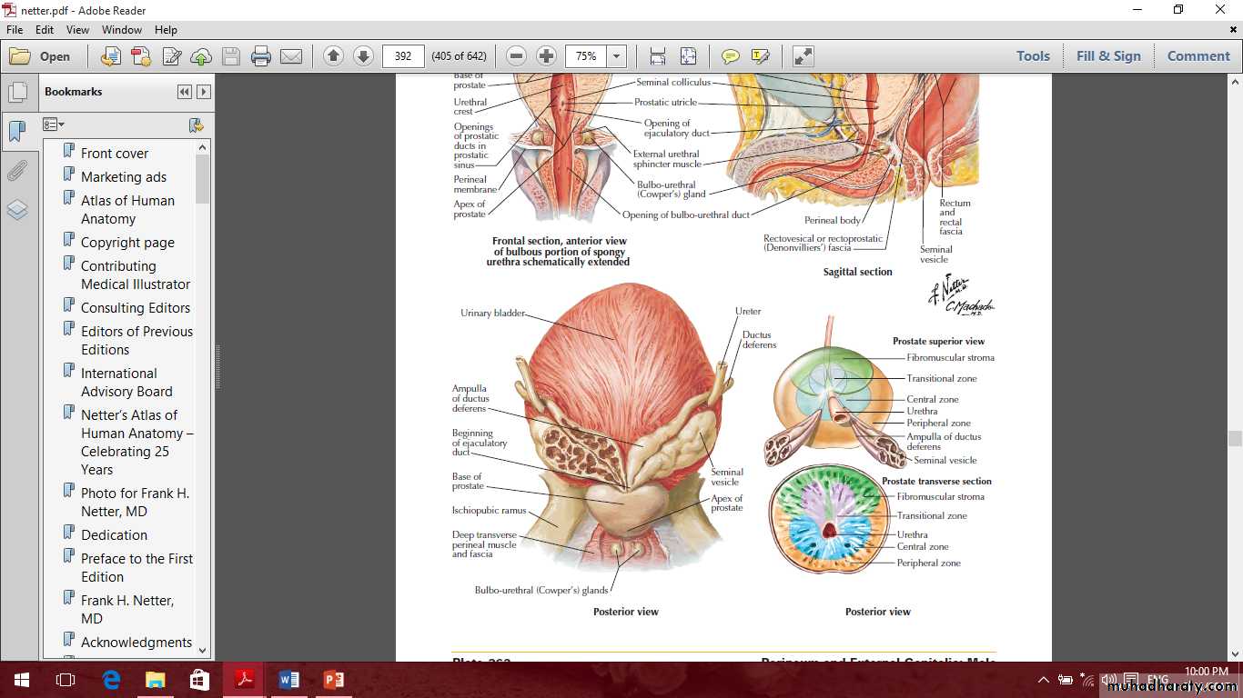 Pelvis 2 ppt