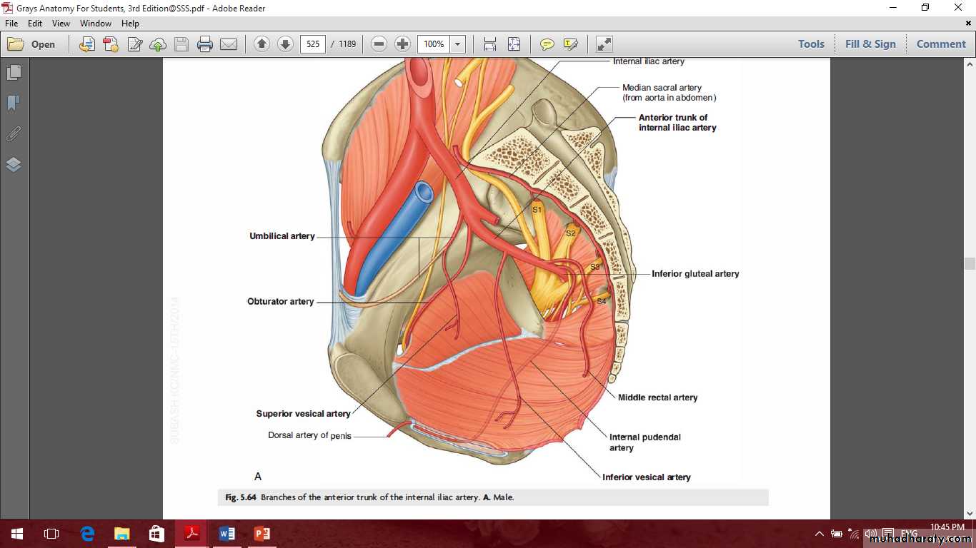 Pelvis 2 ppt