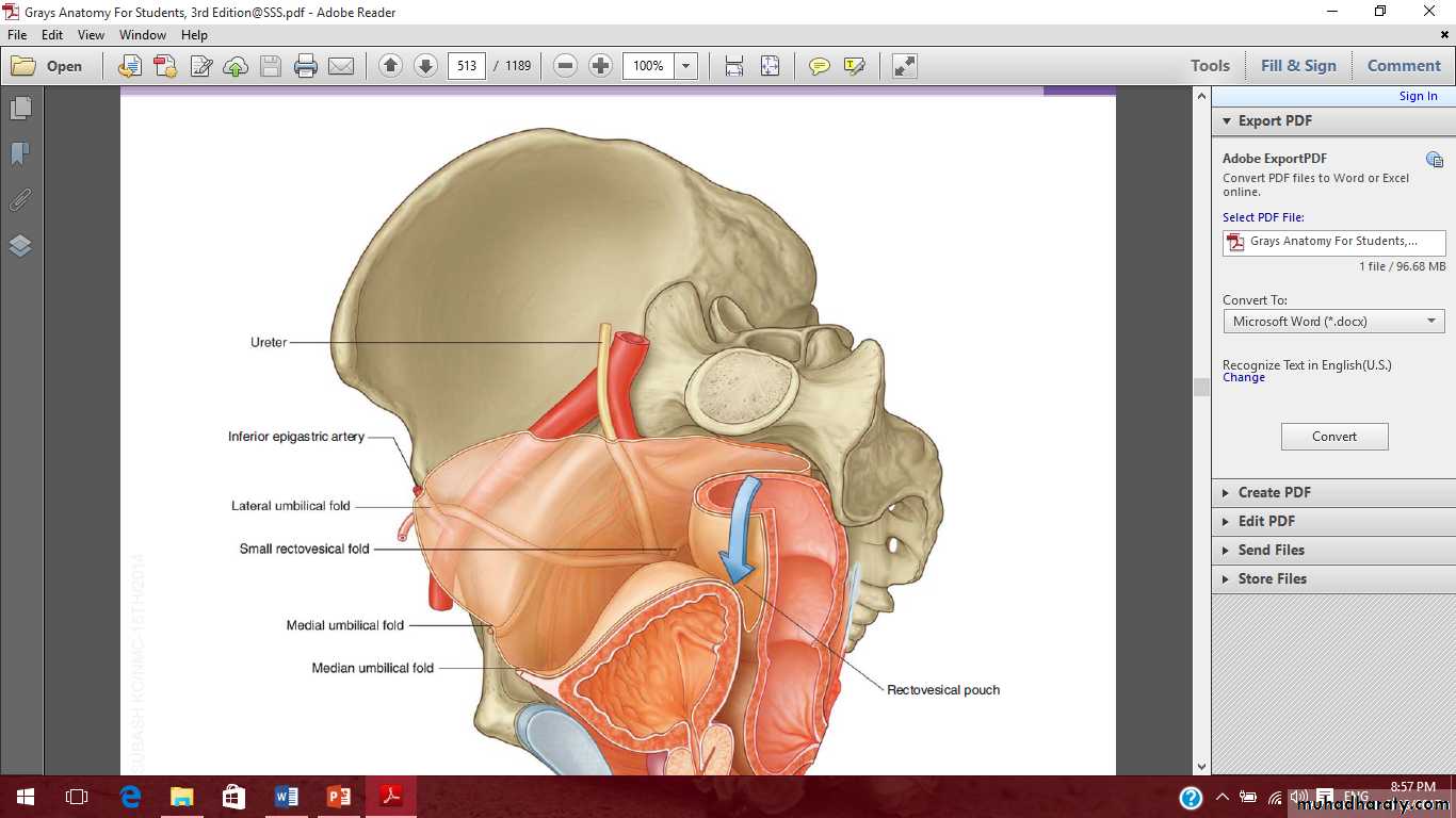 Pelvis 2 ppt