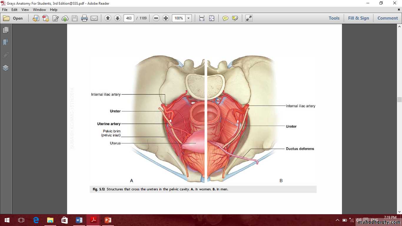 Pelvis 2 ppt