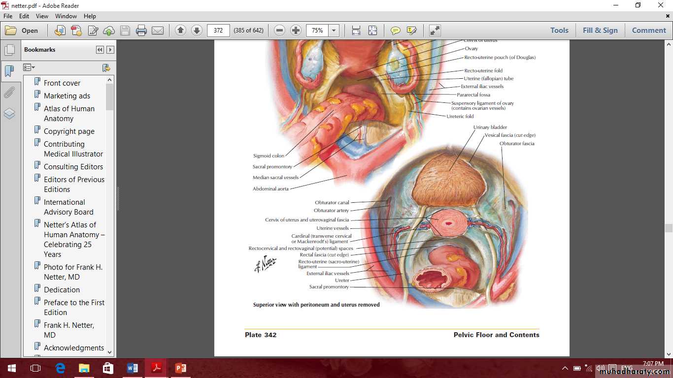 Pelvis 2 ppt
