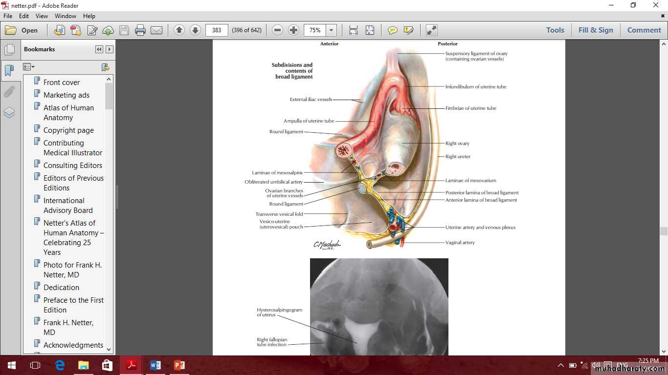 Pelvis 2 ppt