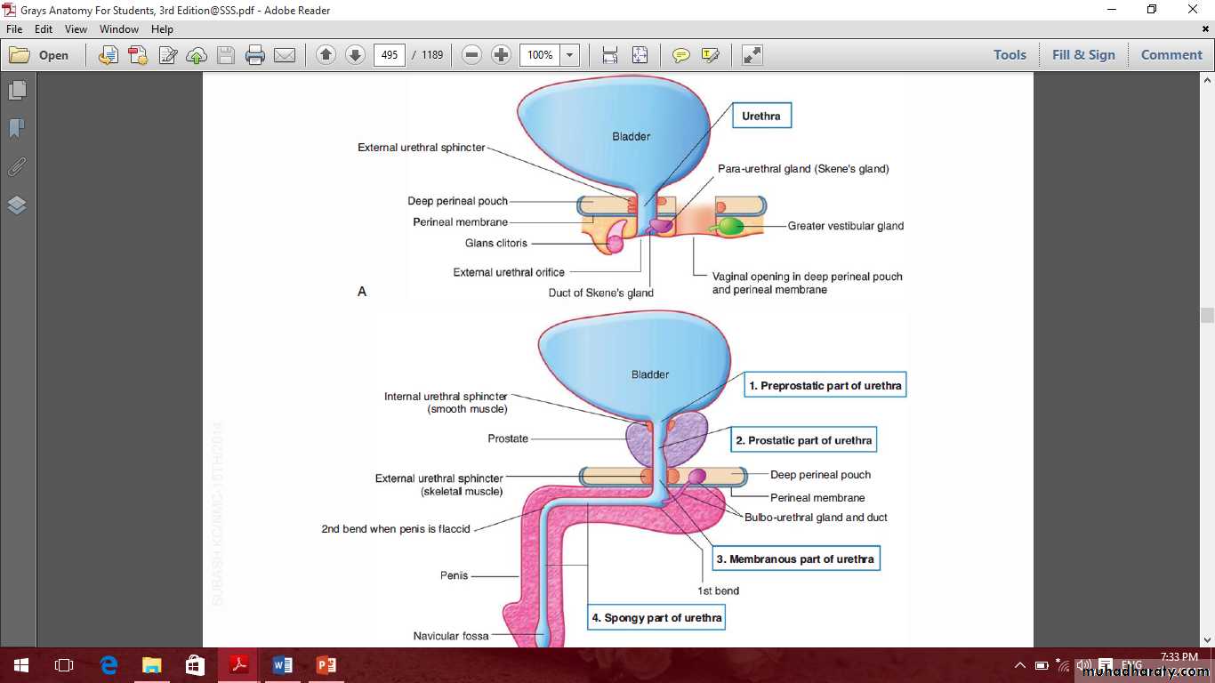 Pelvis 2 ppt