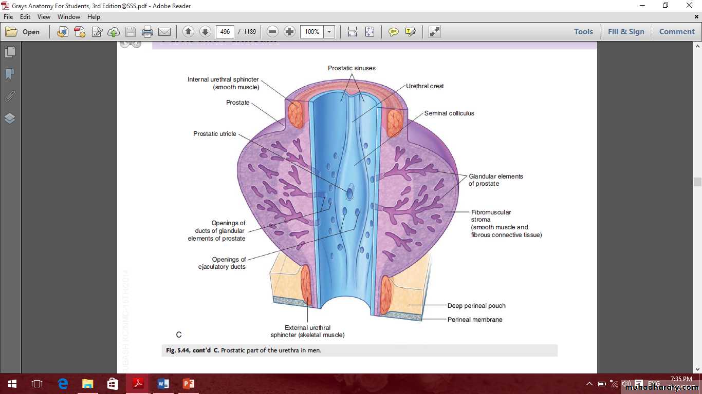 Pelvis 2 ppt
