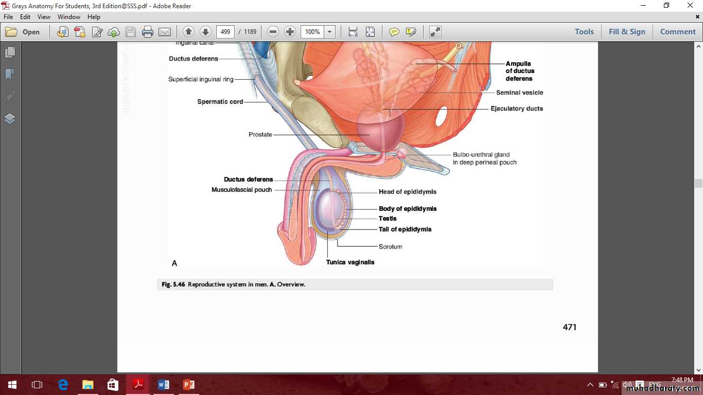 Pelvis 2 ppt