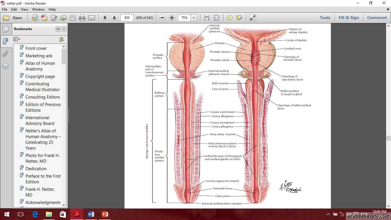 Pelvis 2 ppt