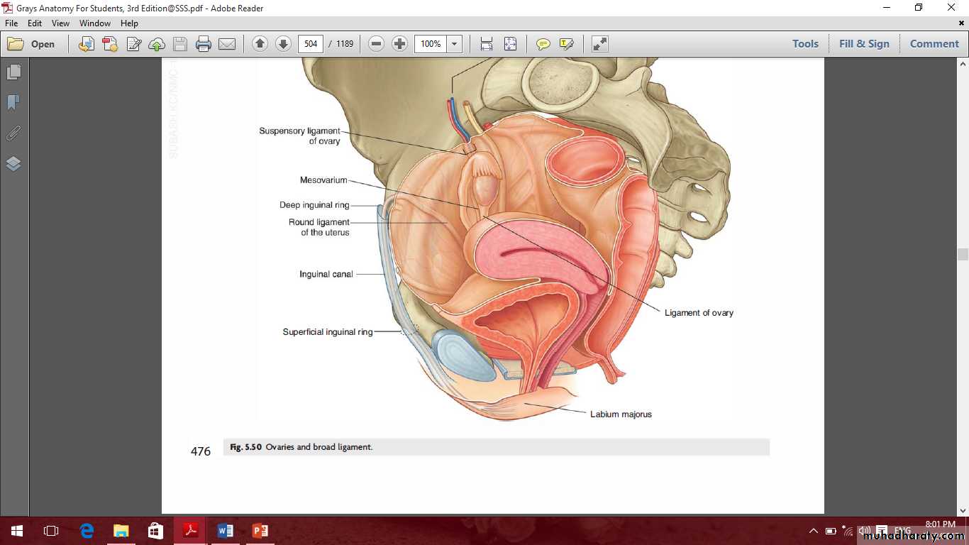 Pelvis 2 ppt