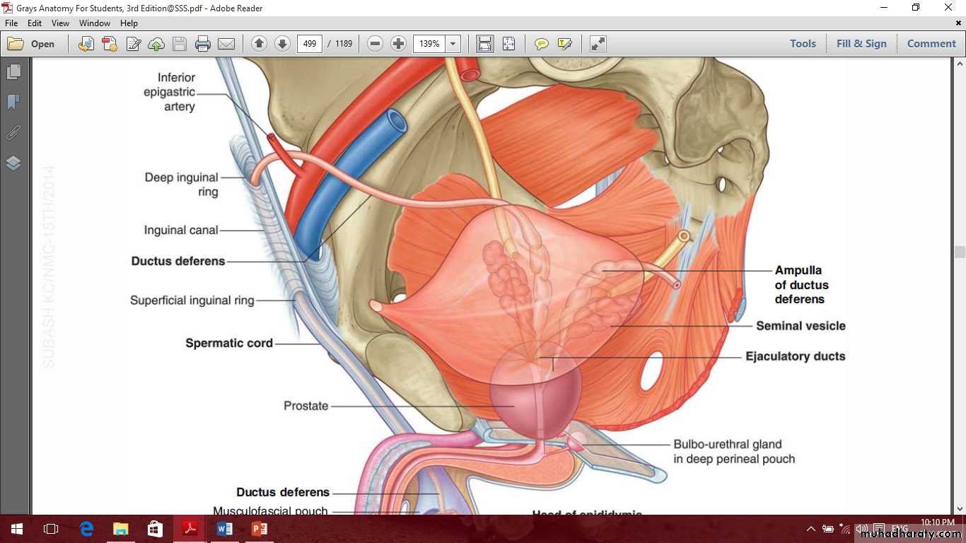 Pelvis 2 ppt