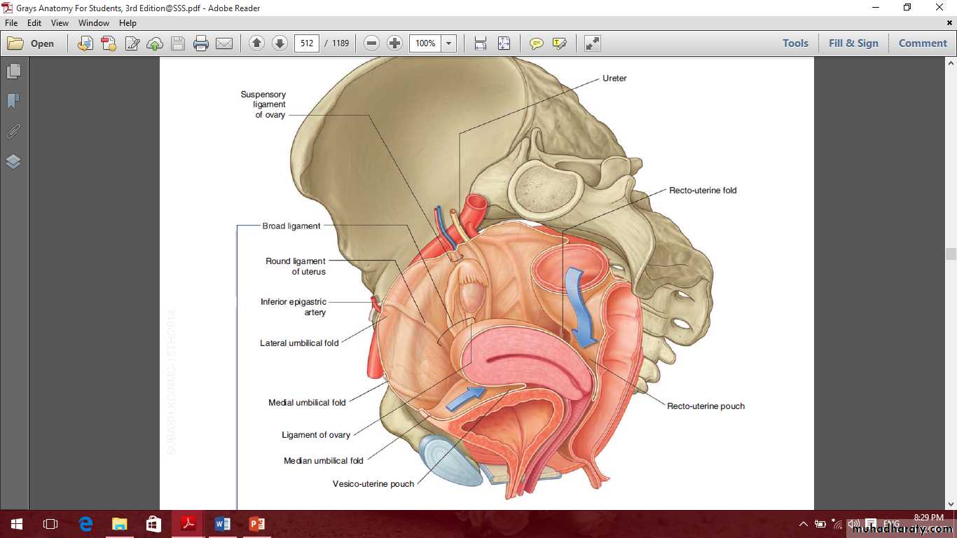 Pelvis 2 ppt