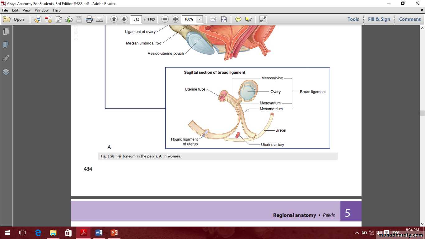 Pelvis 2 ppt