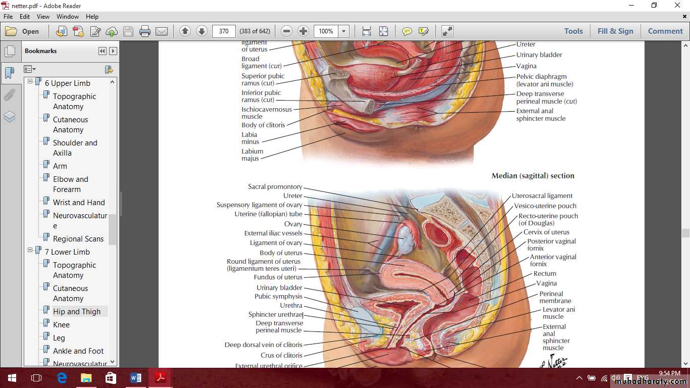 Pelvis 2 ppt