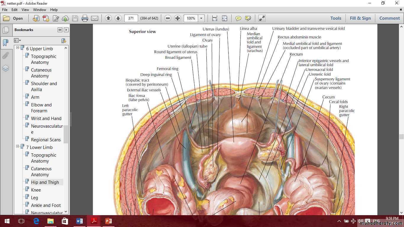 Pelvis 2 ppt