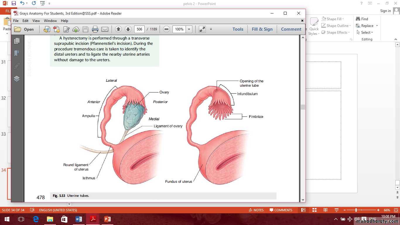 Pelvis 2 ppt