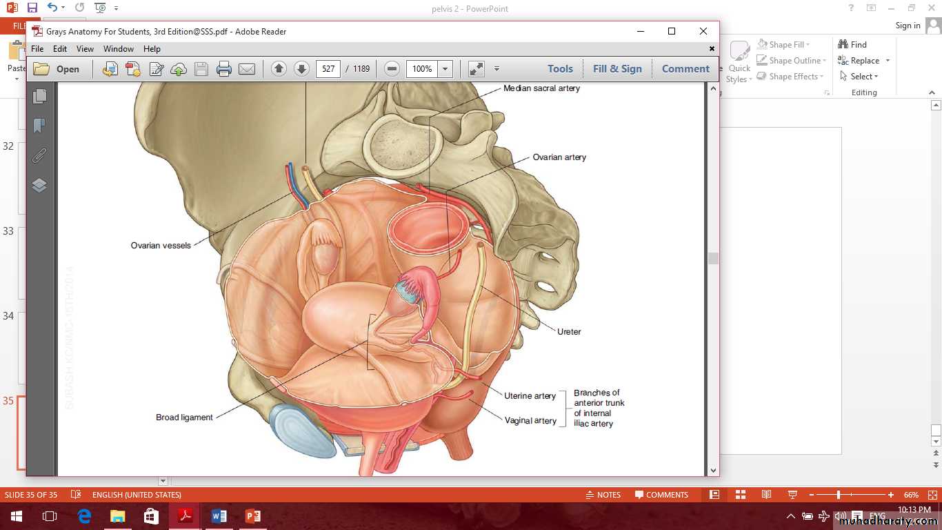 Pelvis 2 ppt