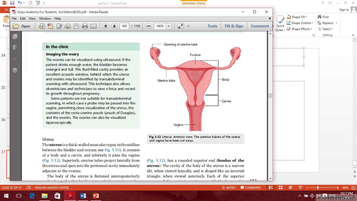 Pelvis 2 ppt