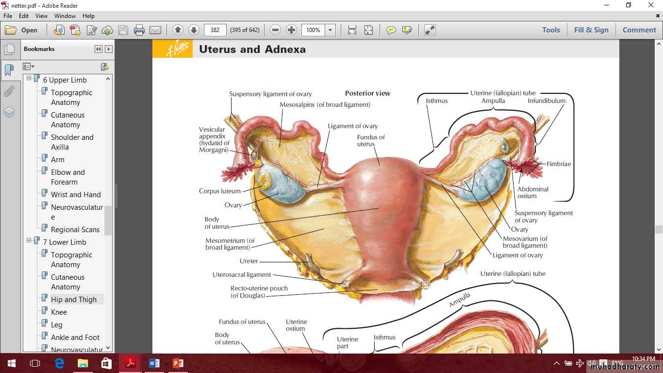 Pelvis 2 ppt