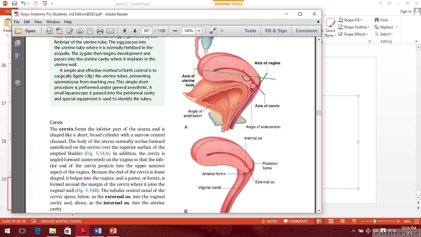 Pelvis 2 ppt
