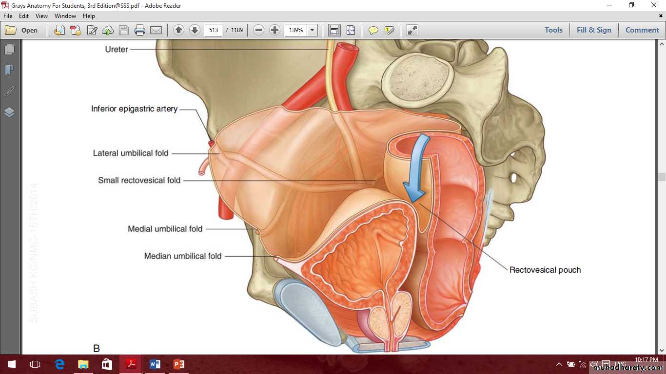 Pelvis 2 ppt