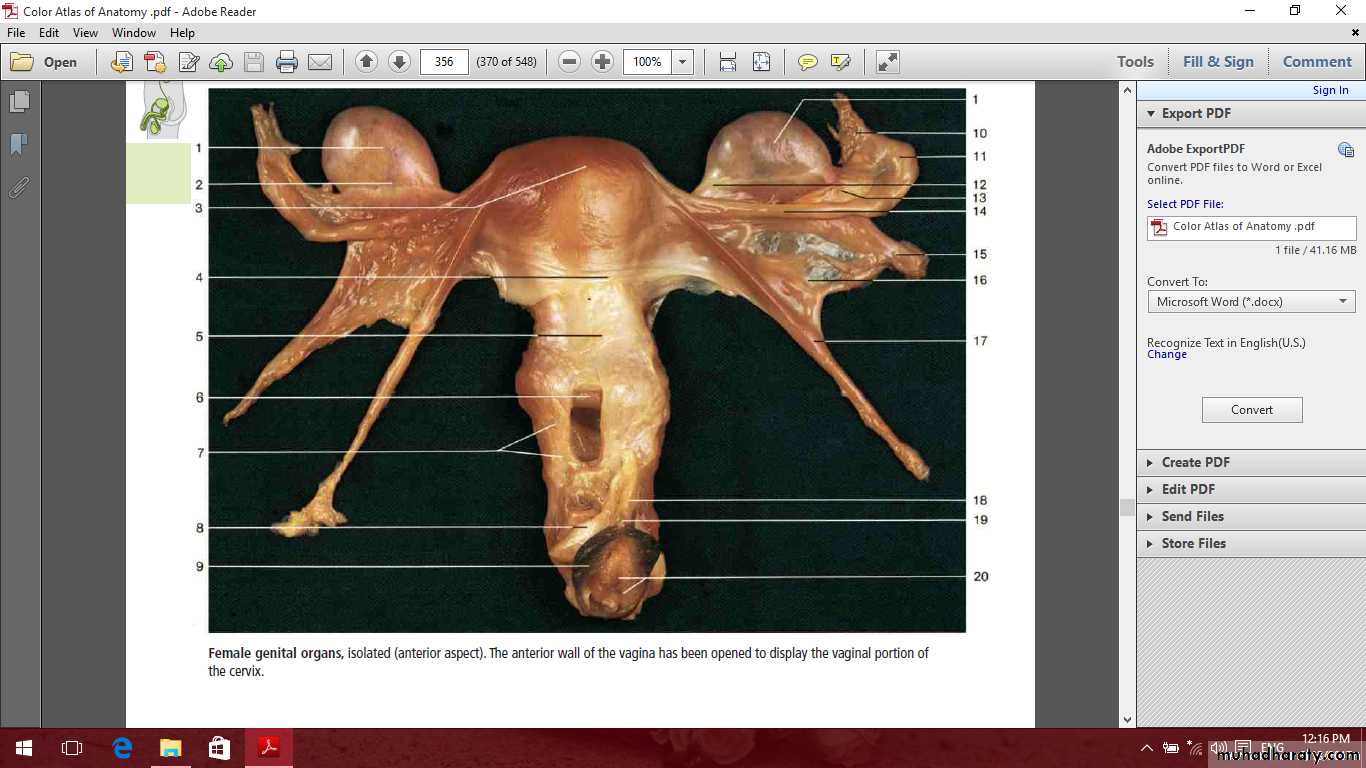 Pelvis 2 ppt