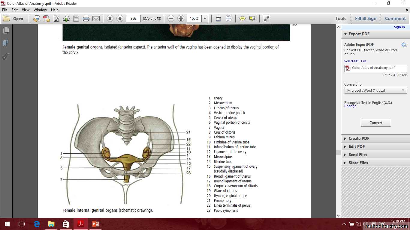 Pelvis 2 ppt
