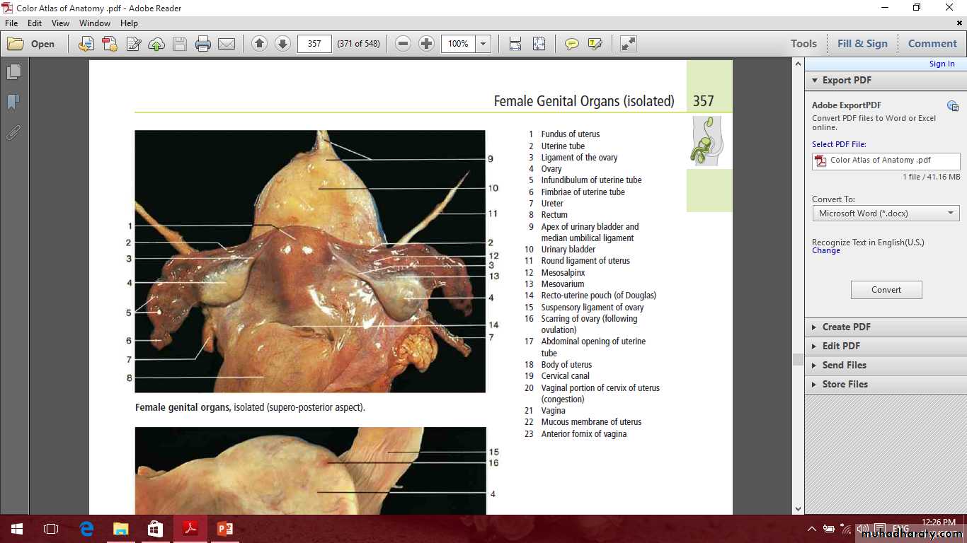 Pelvis 2 ppt