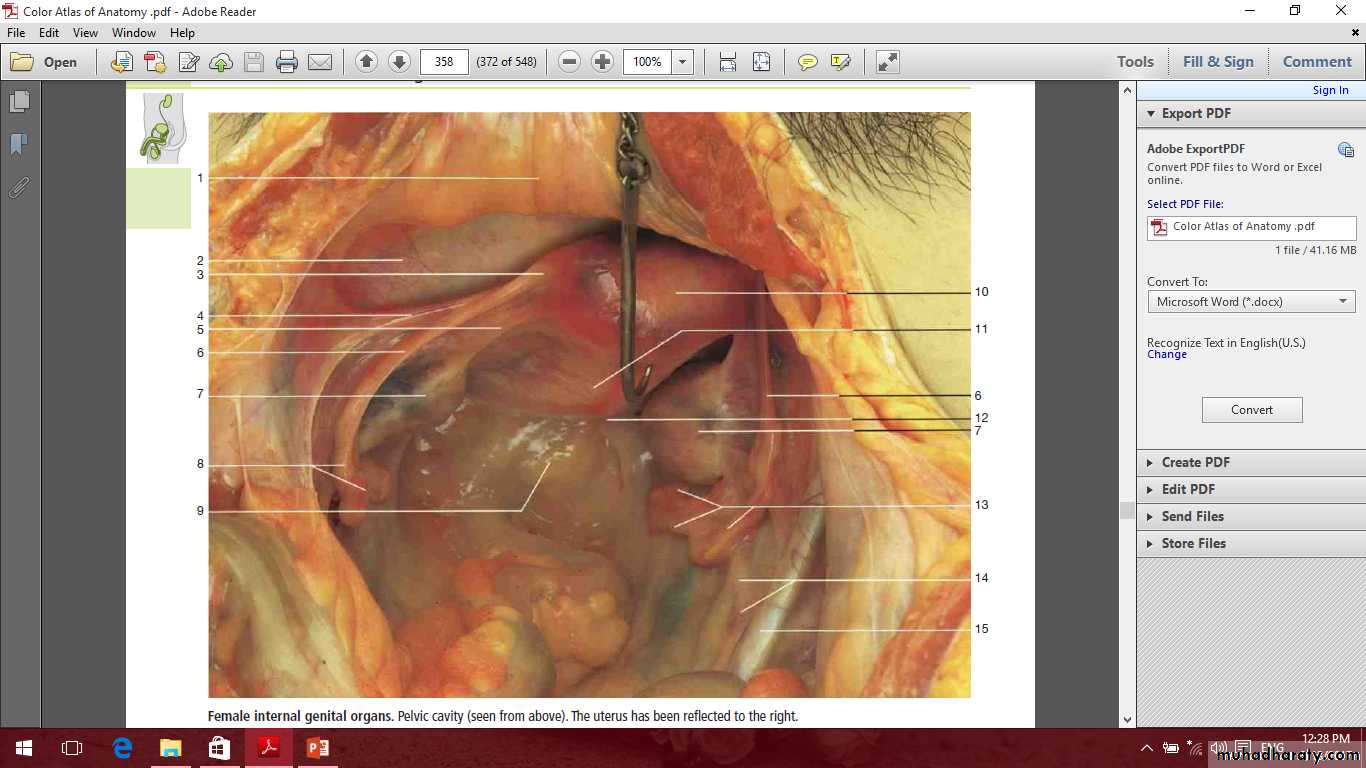 Pelvis 2 ppt