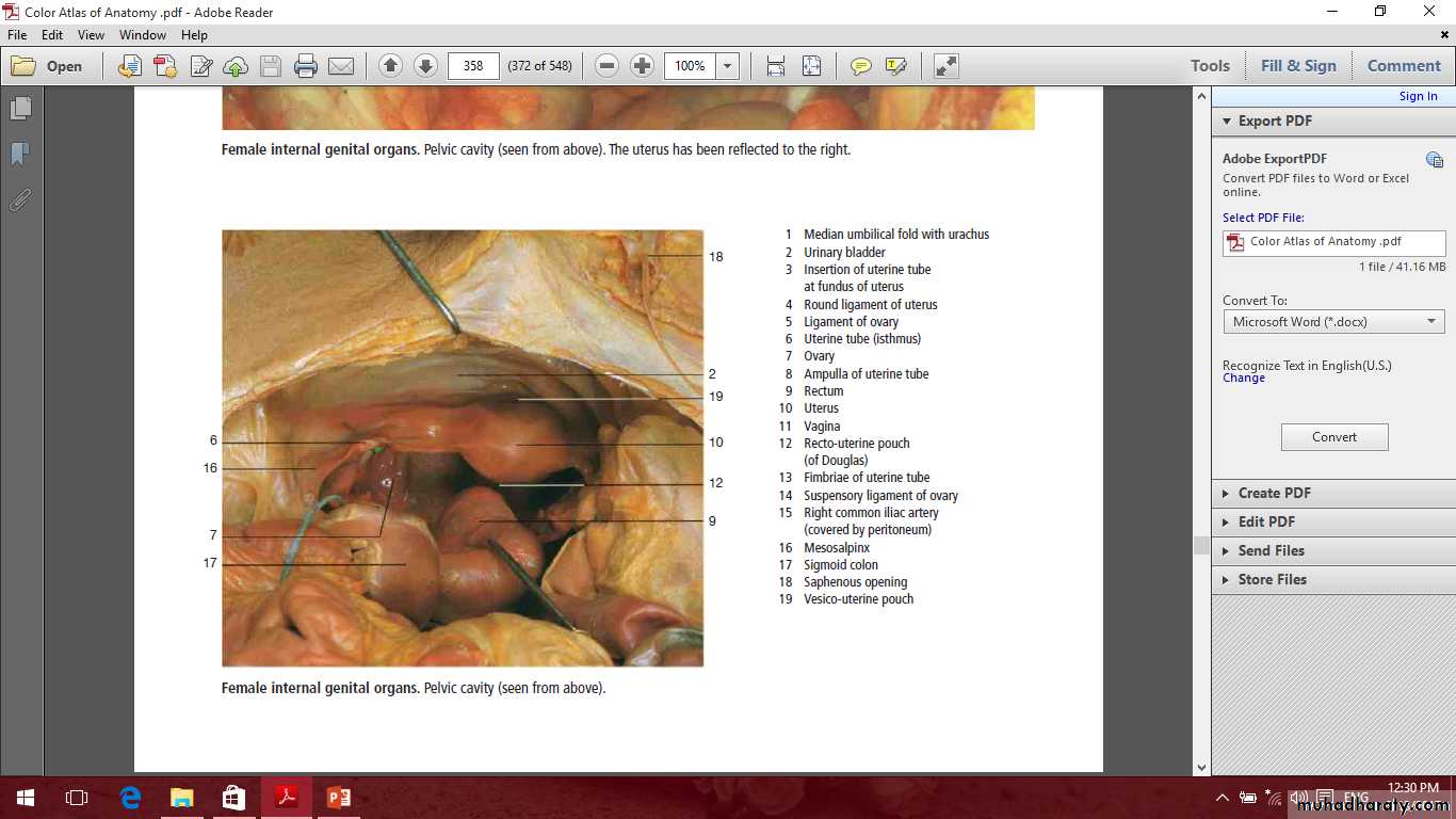 Pelvis 2 ppt