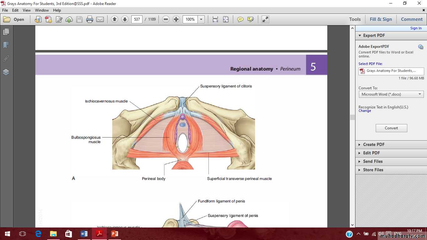Pelvis 2 ppt