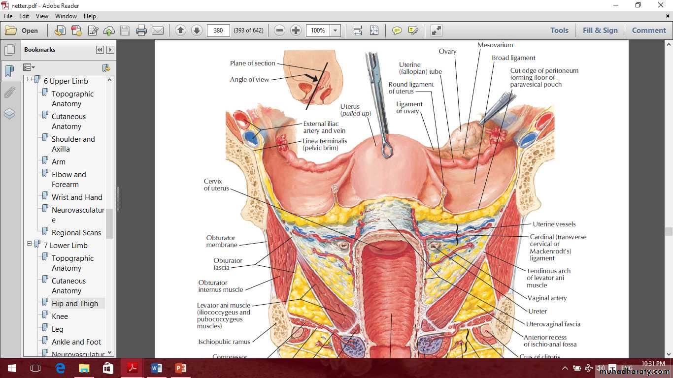 Pelvis 2 ppt