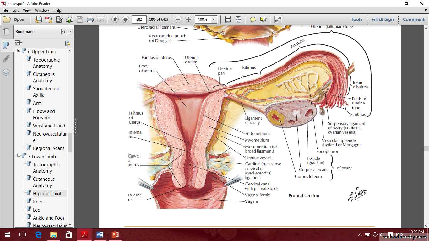 Pelvis 2 ppt