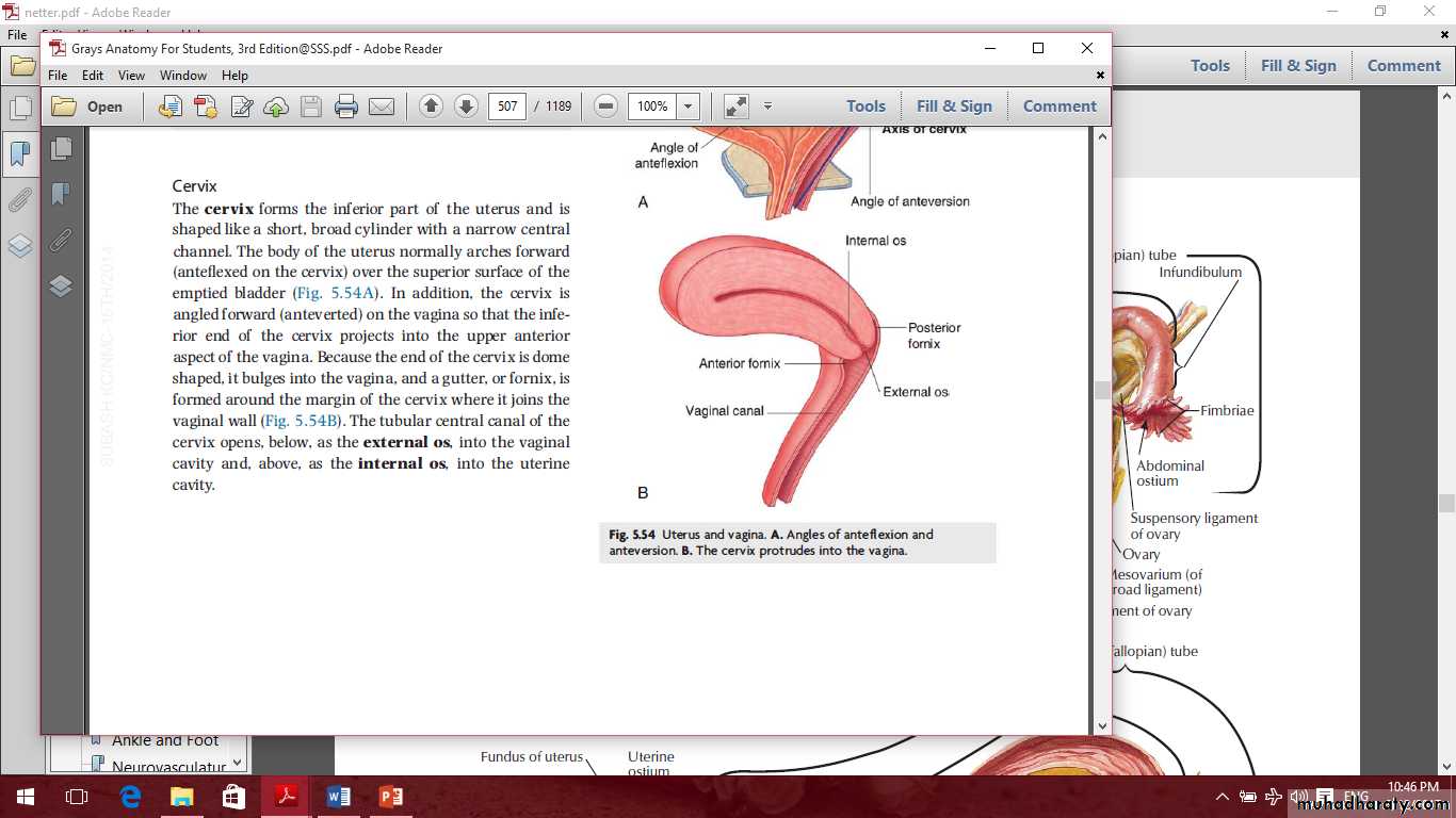 Pelvis 2 ppt