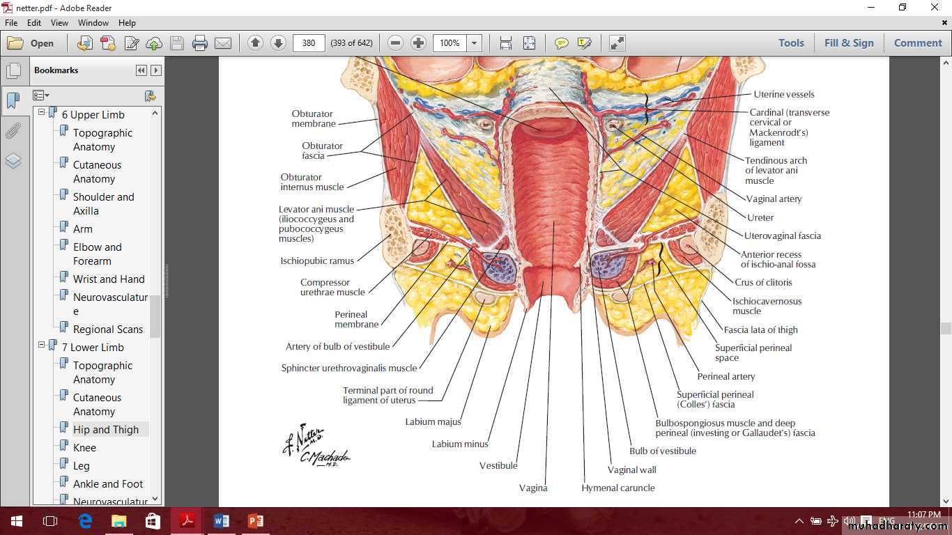 Pelvis 2 ppt