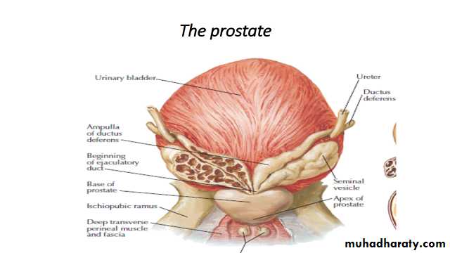 Pelvis 2 ppt