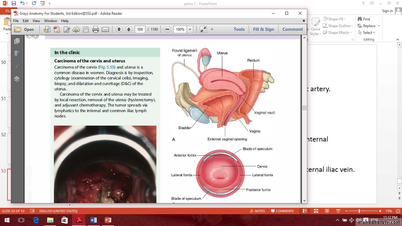Pelvis 2 ppt