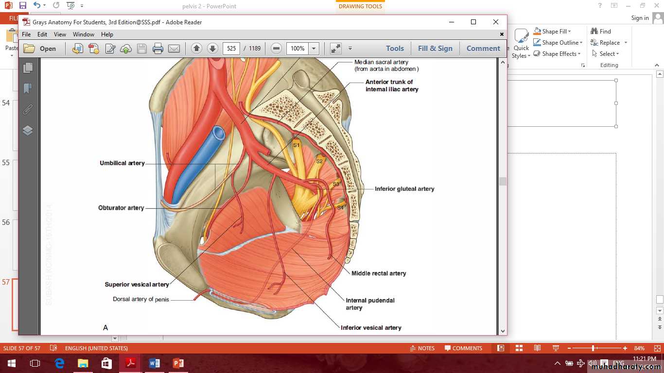 Pelvis 2 ppt