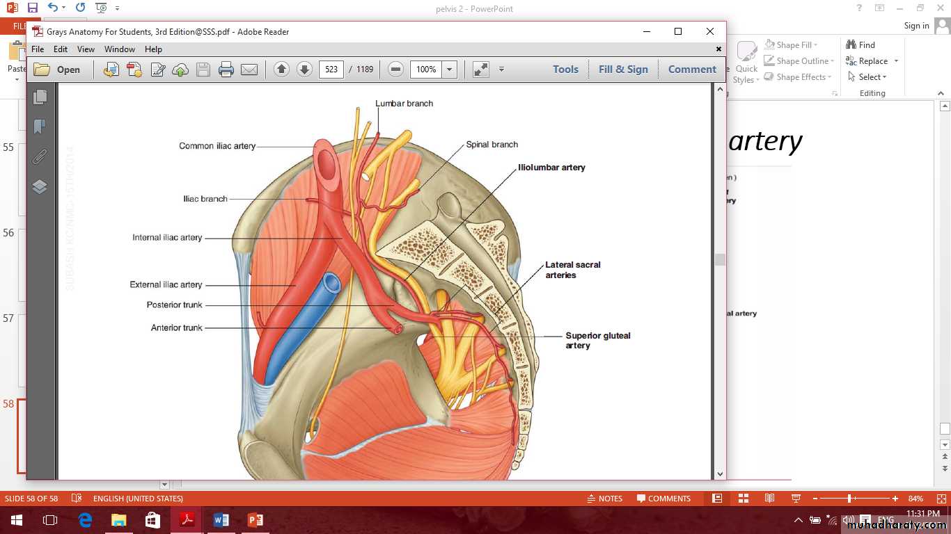 Pelvis 2 ppt