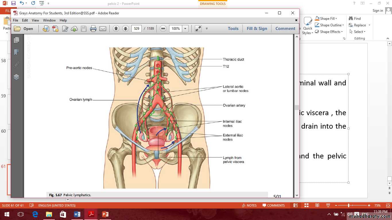 Pelvis 2 ppt